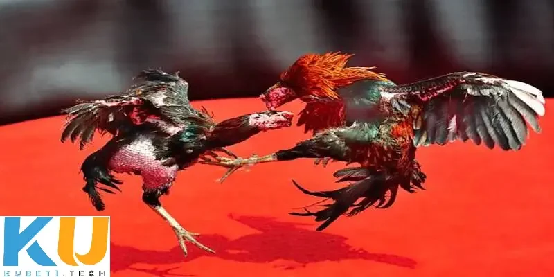 Hướng dẫn cách chơi đá gà trên mạng uy tín Kubet 
